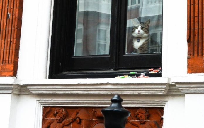 The Cat That Didn’t Get The Cream – Tedious pillock Julian Assange – Though Julian Assange’s cat may have looked on smugly yesterday, all its owner achieved was to make himself appear arrogant and ridiculous – Friday 19th May 2017, photograph by Matthew Steeples