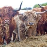 Highland-Cattle-1