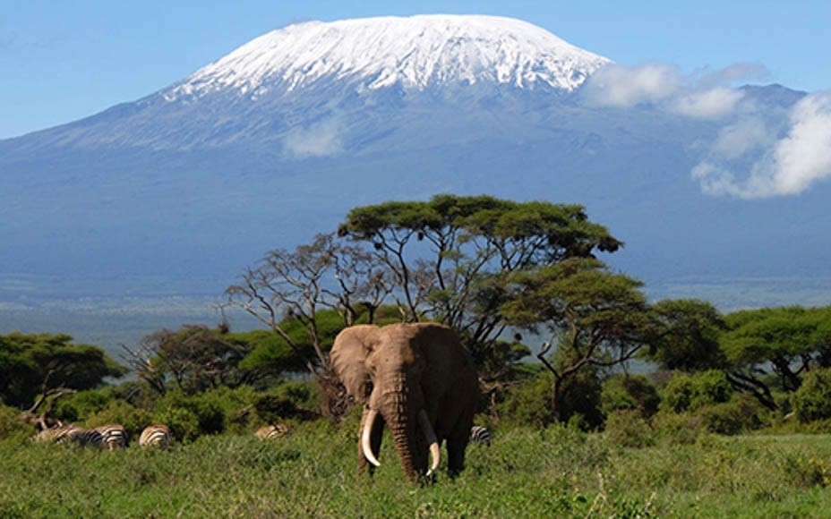 A Victory for Babar – IFAW secure a ban on the sale of most items of ivory in the UK with the assistance of Michael Gove MP and ‘Fake or Fortune’s’ Philip Mould.