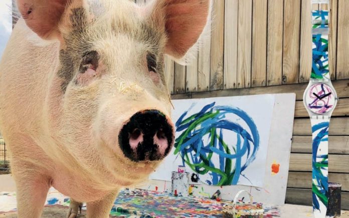 The Brilliance of Pigcasso – Painting pig named Pigcasso sells works for thousands; one has been turned into a watch face for Swatch.