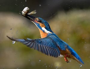 The king of lunching - Kingfisher snapped catching its lunch near Venice