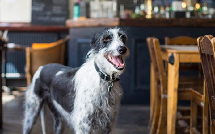 Brexiteer Tim Martin’s Dog’s Dinner – Wetherspoons owner Tim Martin has followed up on banning foreign booze including Moët & Chandon and now banned dogs from his pubs.