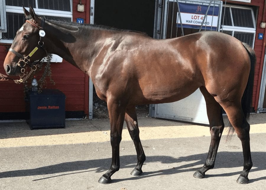 Hero of the Hour – Groom-rider child refugee Abdul Musa Adam – As groom-rider Abdul Musa Adam leads out Shadn today, he will inspire many on the eve of World Refugee Day and illustrate the positives of welcoming child refugees.