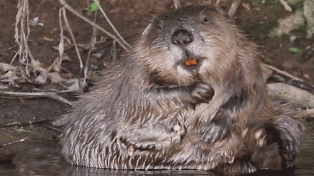 Bring Back The Beaver! Backing reintroduction in the UK – As it is revealed that red kite numbers in the UK have risen from just 13 in 1990 to 2,000 today, we join those backing the reintroduction of the beaver and the white stork to Britain.