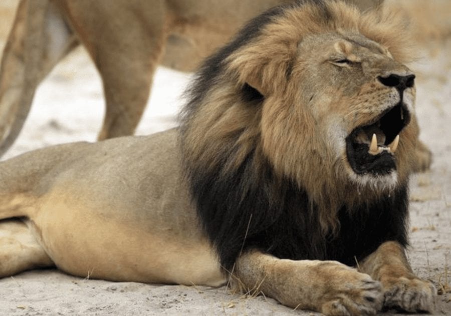 Monster of the Moment – Dr Walter Palmer kills an endangered ram – Reprehensible “driller killer” dentist Walter Palmer will forever be remembered for slaying ‘Cecil The Lion’; the sexual harasser of his own employees has now gone and done it again – this time the monster massacred an endangered ram.