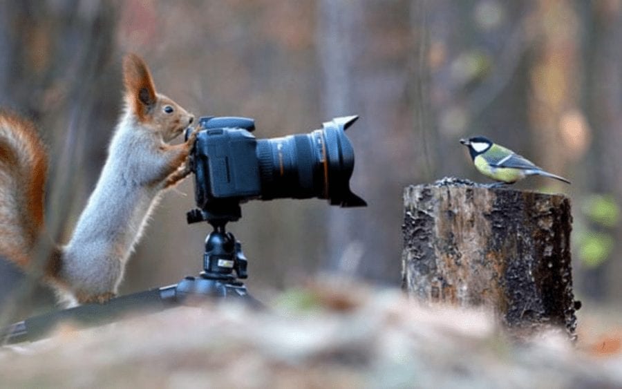 Picture of the Week – A Red Squirrel Riot – Red squirrel fights pheasant – Images of a red squirrel fighting a pheasant for hazelnuts and bird seed are proof that both creatures can be quite feisty.