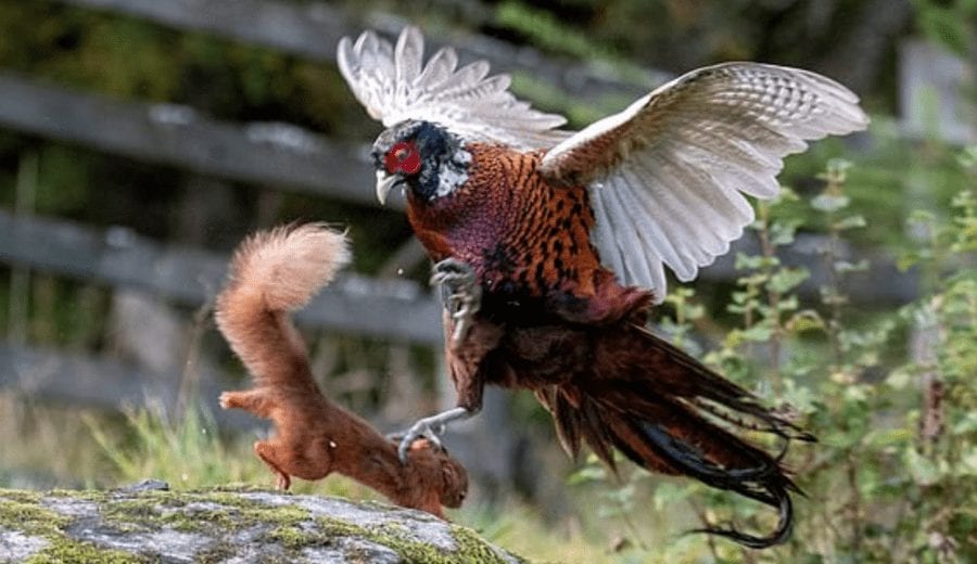 Picture of the Week – A Red Squirrel Riot – Red squirrel fights pheasant – Images of a red squirrel fighting a pheasant for hazelnuts and bird seed are proof that both creatures can be quite feisty.