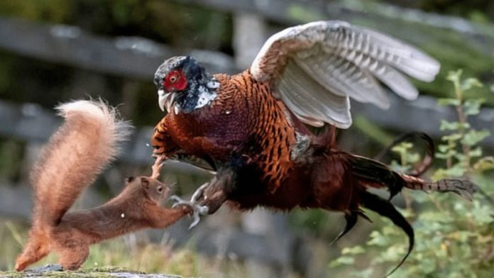 Picture of the Week – A Red Squirrel Riot – Red squirrel fights pheasant – Images of a red squirrel fighting a pheasant for hazelnuts and bird seed are proof that both creatures can be quite feisty.