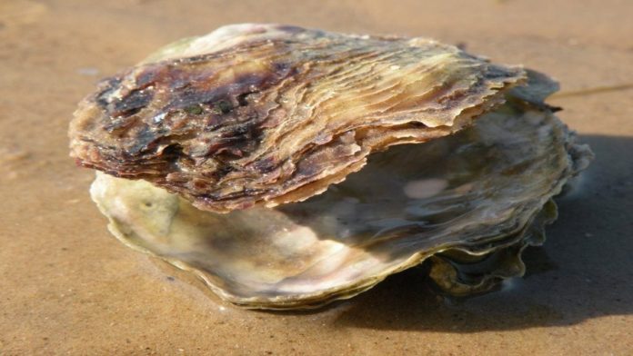 Oysters Ahoy! Reappearance in Belfast Lough for first time in 100 years – Native oysters reappear in Belfast Lough after 100 years of absence without any human intervention.