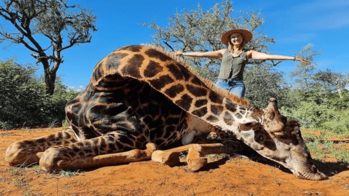 Monster of the Moment 2021 – Merelize van der Merwe – Giraffe slaying monster Merelize van der Merwe posed with its heart after being given the chance to slay one as a Valentine’s Day present.