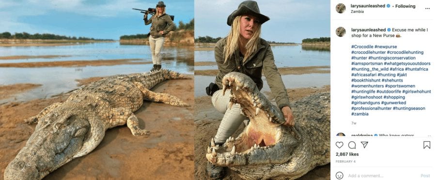 Switlyk’s Crocodile Calamity 2021 – Larysa Switlyk kills crocodile – ‘Mirror’ joins ‘The Steeple Times’ in condemning trophy hunting trash bag Larysa Switlyk after she brags about “shopping for a new purse” whilst killing a 60-year-old crocodile.