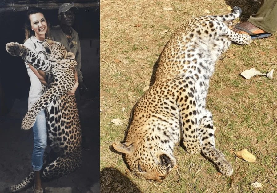 The Slaying Sisters Sulk 2021 – Merelize van der Merwe & Larysa Switlyk – ‘The Steeple Times’s’ campaign against endangered species slaying Merelize van der Merwe and Larysa Switlyk has plainly really got to them; the sulky pair have set their attack dogs on us.
