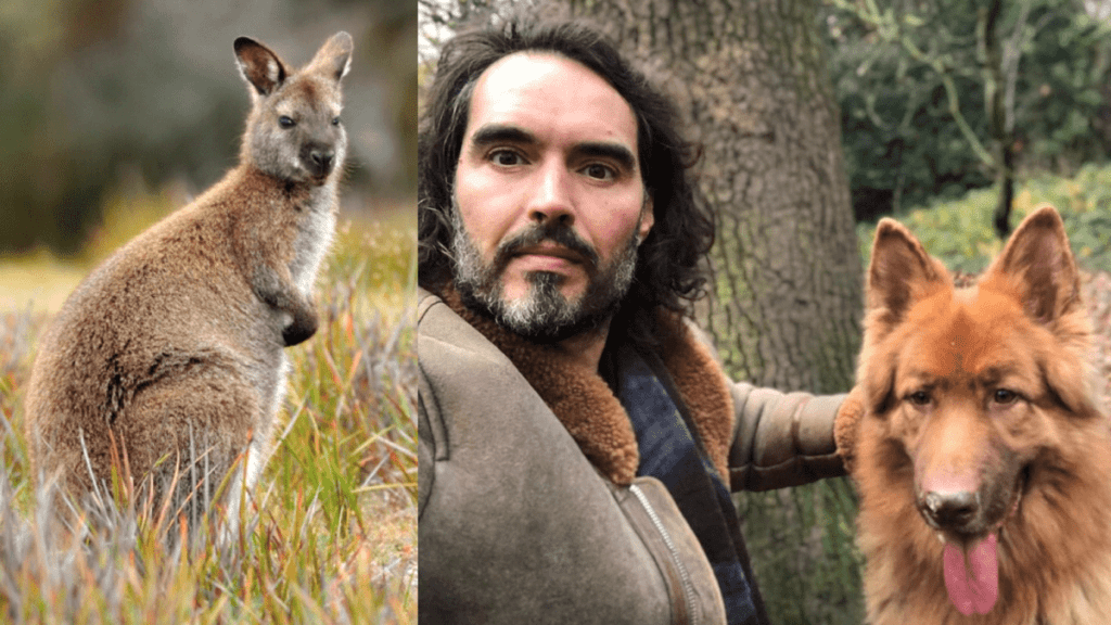 Russell Brand Bear dog wallaby killer