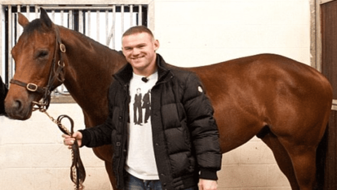 Wayne Rooney horse