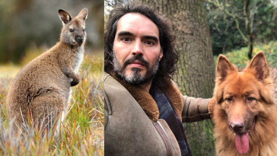 Russell Brand dog bear wallaby killer