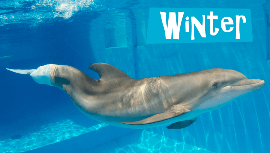 Winter the dolphin