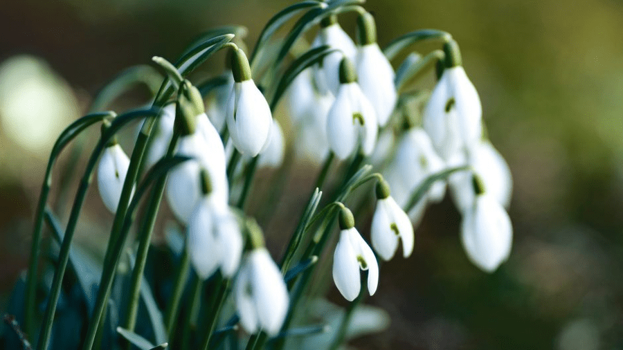 Snowdrop 1