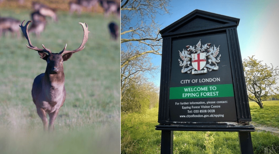 Epping Forest