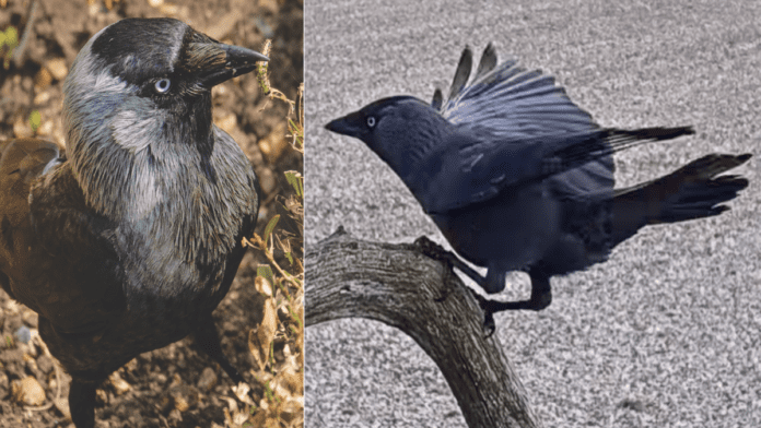 Derek The Doncaster Jackdaw