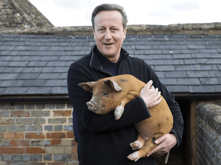 David Cameron pig